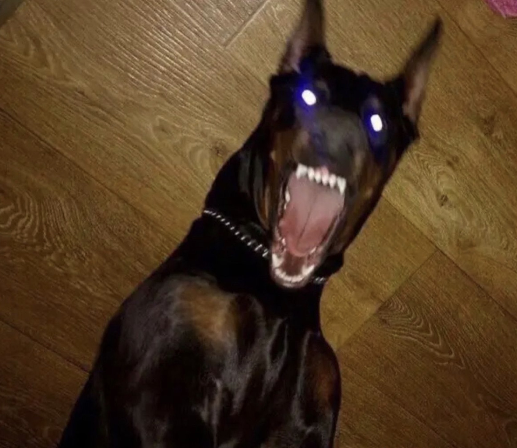 50 Powered-Up Dogs About to Unleash their Laser Vision